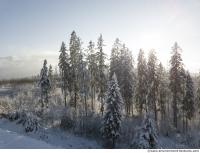 background forest winter 0007